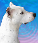 Stella listening to the radio